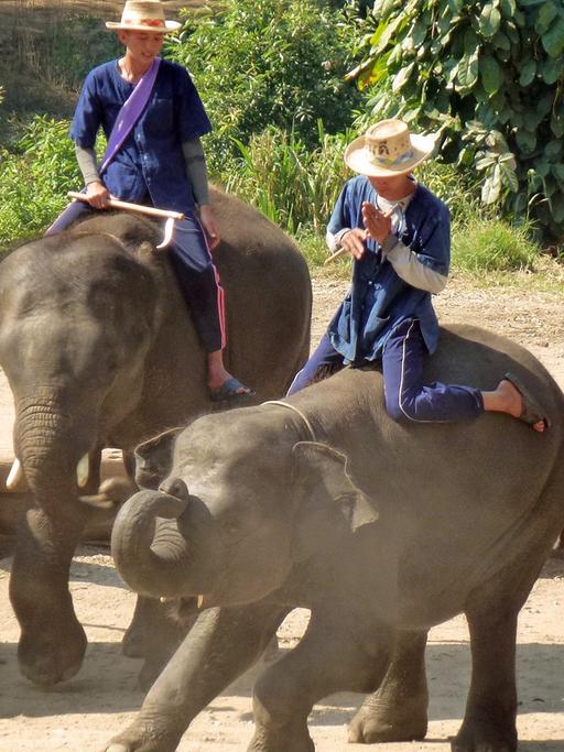Mahuts (Elefantenführer) geben mit ihren Elefanten am 27.02.2015 eine Show im Maetang Elephant Park in Chiang Mai.