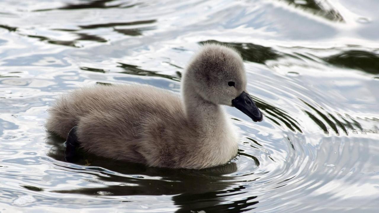 Ein graues Schwanenküken schwimmt im Wasser. Ein graues Schwanenküken schwimmt im Wasser.