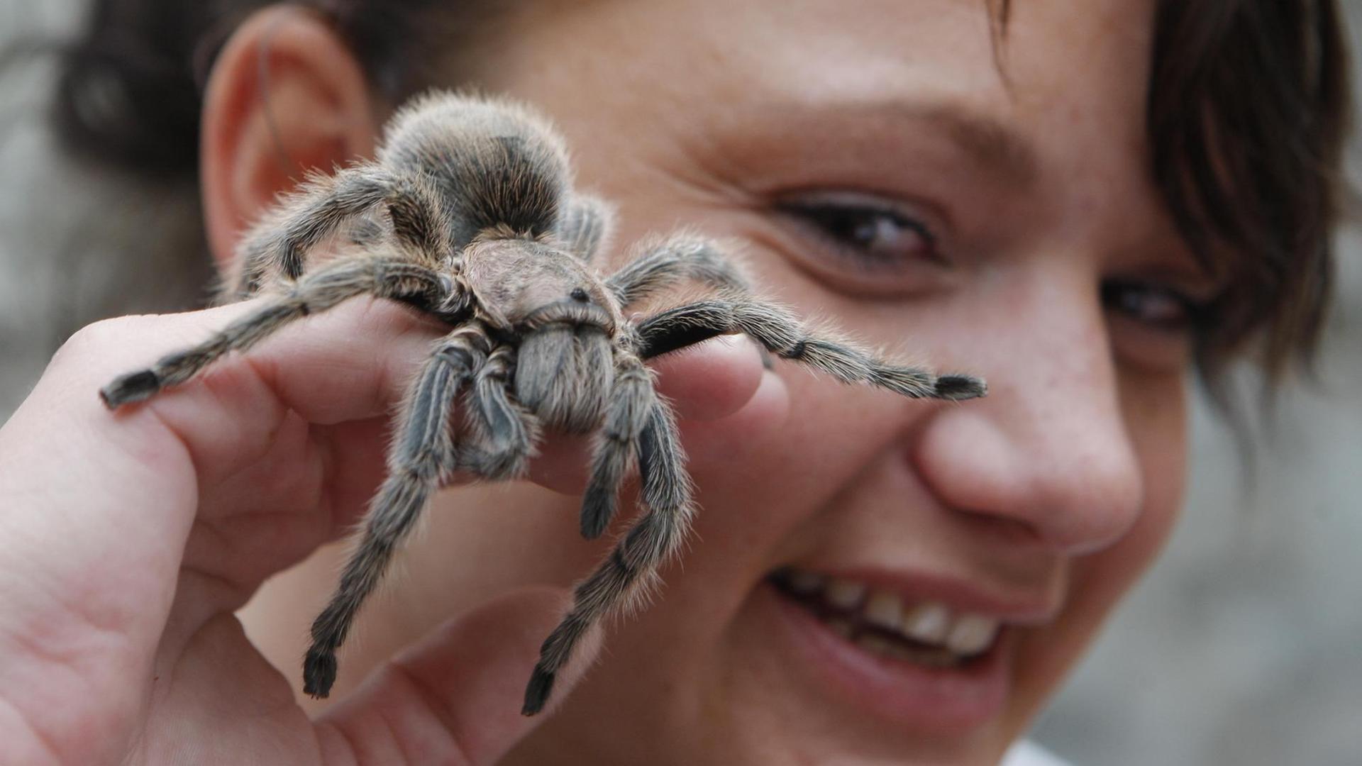 Ein lachendes Mädchen hat eine Vogelspinne in der Hand. Ein lachendes Mädchen hat eine Vogelspinne in der Hand.