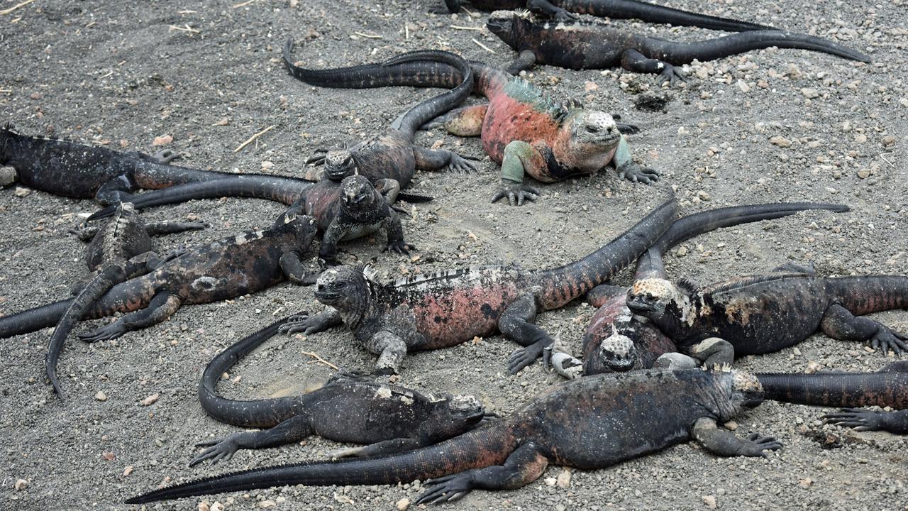 Mehrere schwarze und bunte Echseln wuseln auf grauem Sandboden durcheinander. Mehrere schwarze und bunte Echseln wuseln auf grauem Sandboden durcheinander.