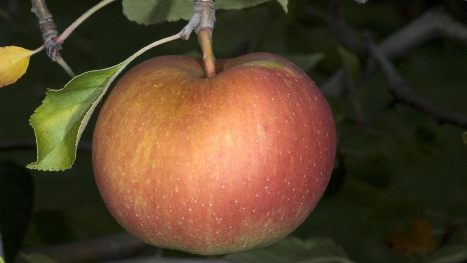 Ein Boskop-Apfel an einem Baum. Ein Boskop-Apfel an einem Baum.