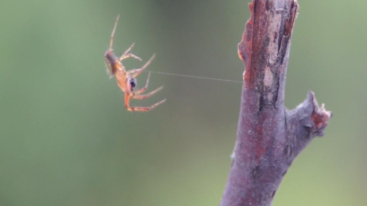Eine Spinne hebt ab Eine Spinne hebt ab