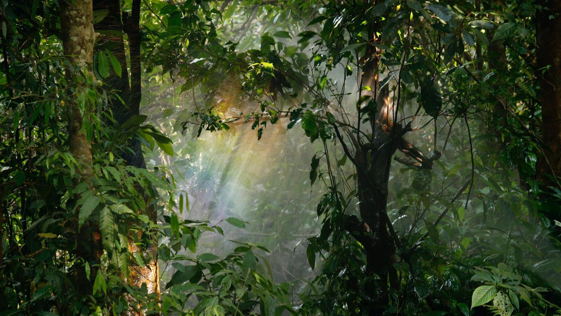 schöne Waldstimmung mit mittig einfallendem Sonnenlicht schöne Waldstimmung mit mittig einfallendem Sonnenlicht