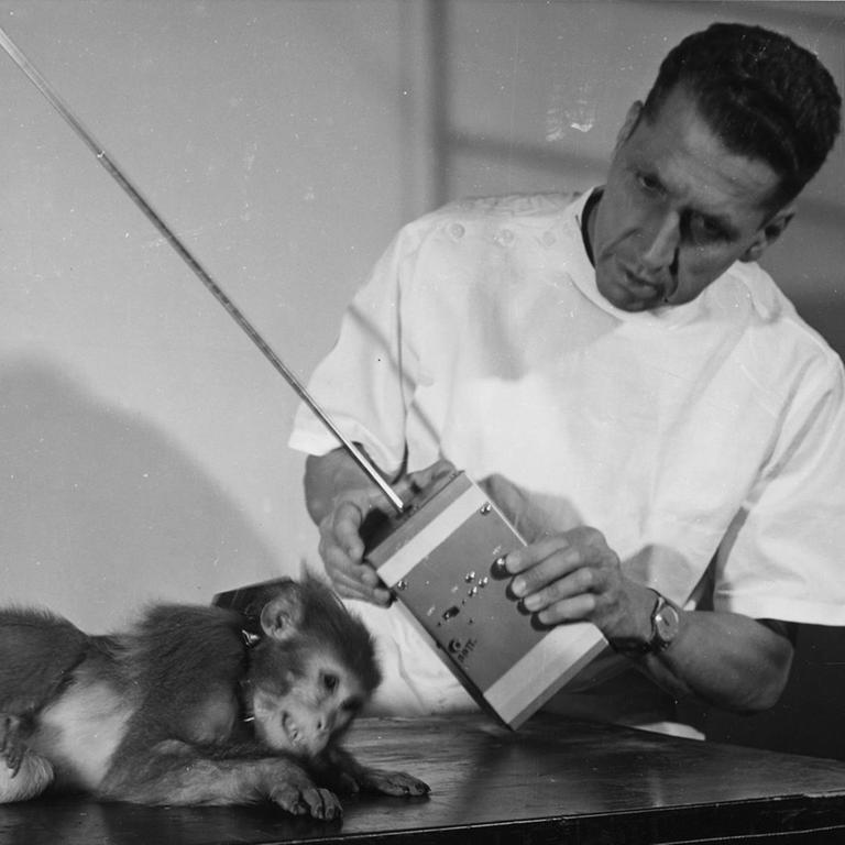Der Wissenschaftler Jose Delgado aktiviert per Funk "Chemitroden", die er einem Rhesus-Affen implantiert hat. 