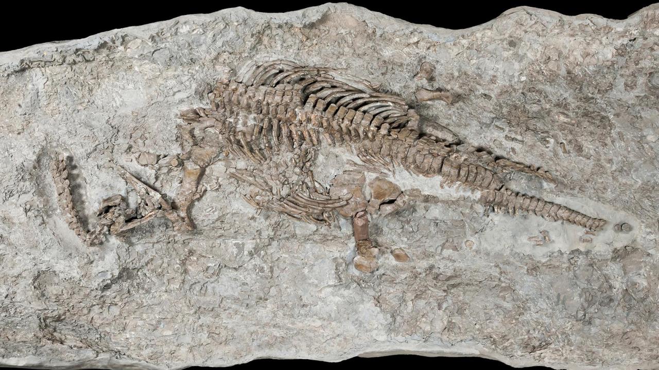 Das Skelett eines Plesiosauriers Das Skelett eines Plesiosauriers