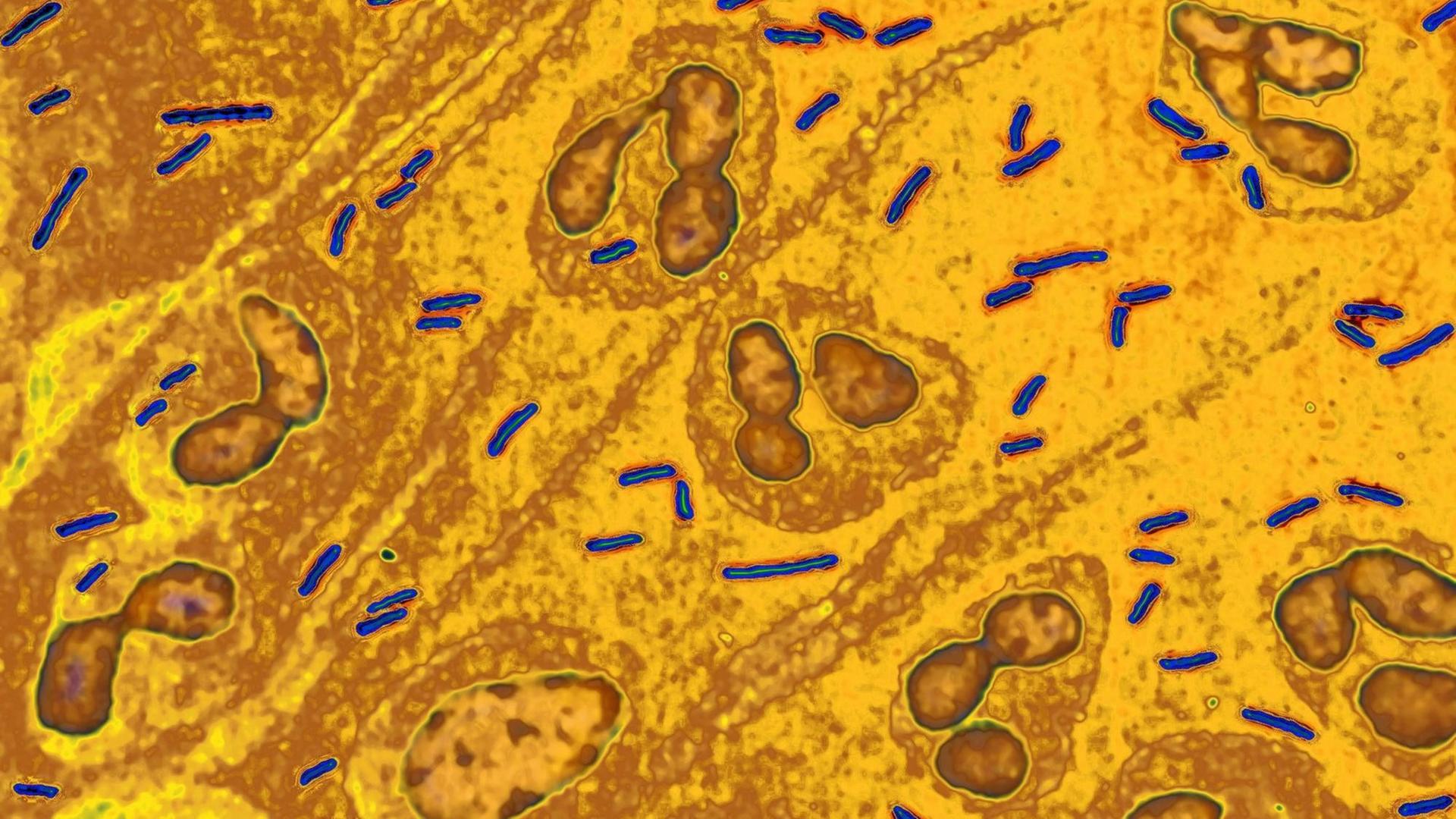 Mikroskopaufnahme von Escherichia coli-Bakterien Mikroskopaufnahme von Escherichia coli-Bakterien