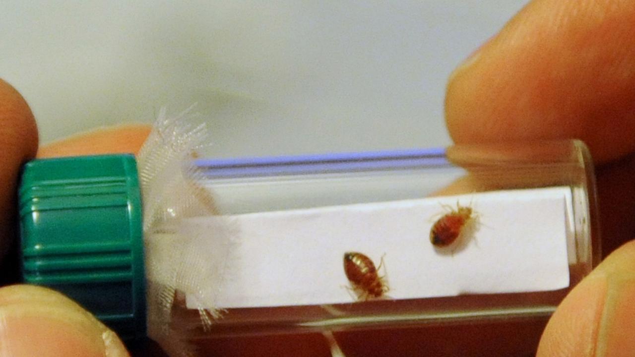 Ein Glasbehälter mit Bettwanzen Ein Glasbehälter mit Bettwanzen