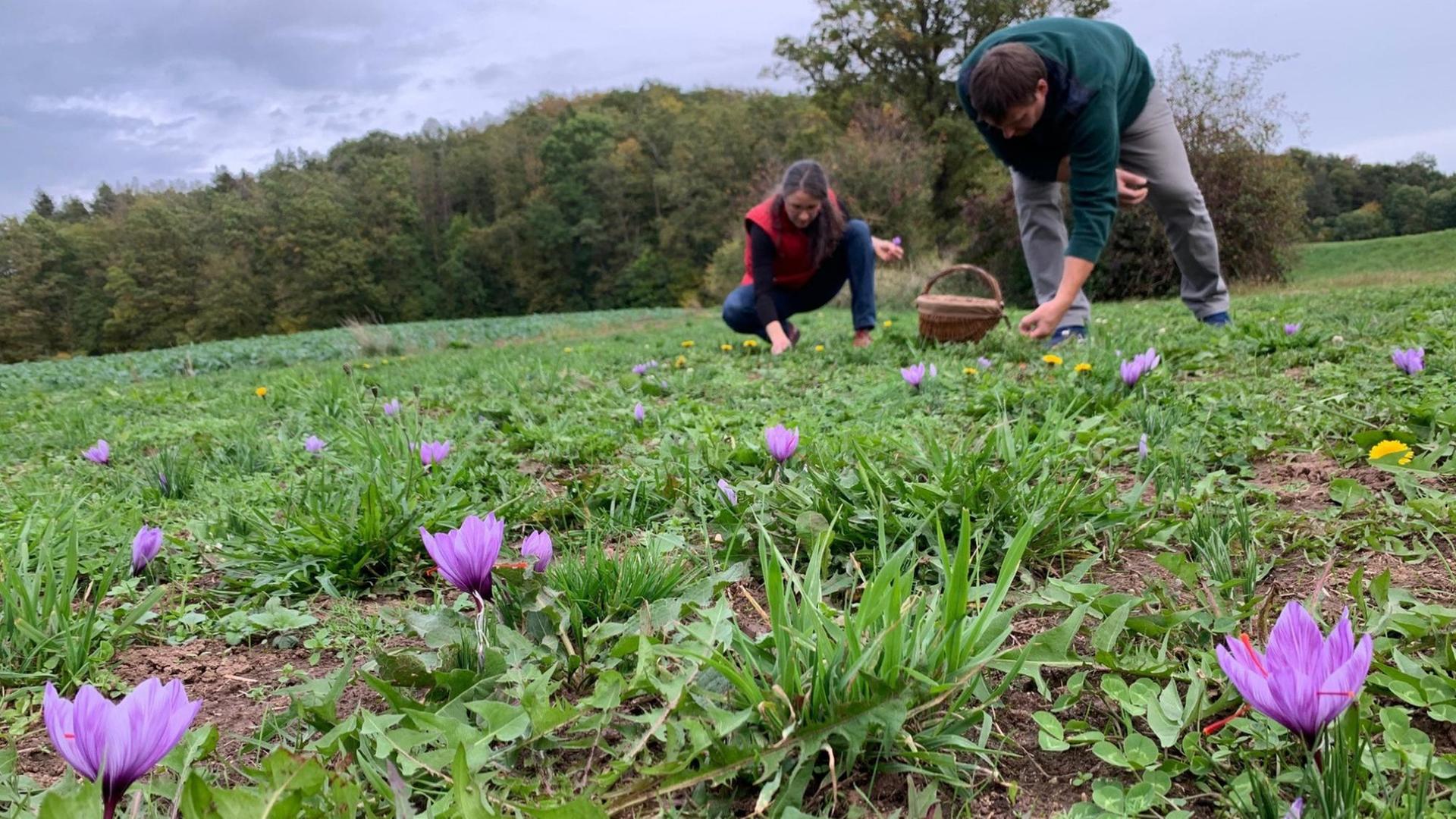 Ein Mann und eine Frau arbeiten auf einem Feld mit Safrankrokussen. Ein Mann und eine Frau arbeiten auf einem Feld mit Safrankrokussen.