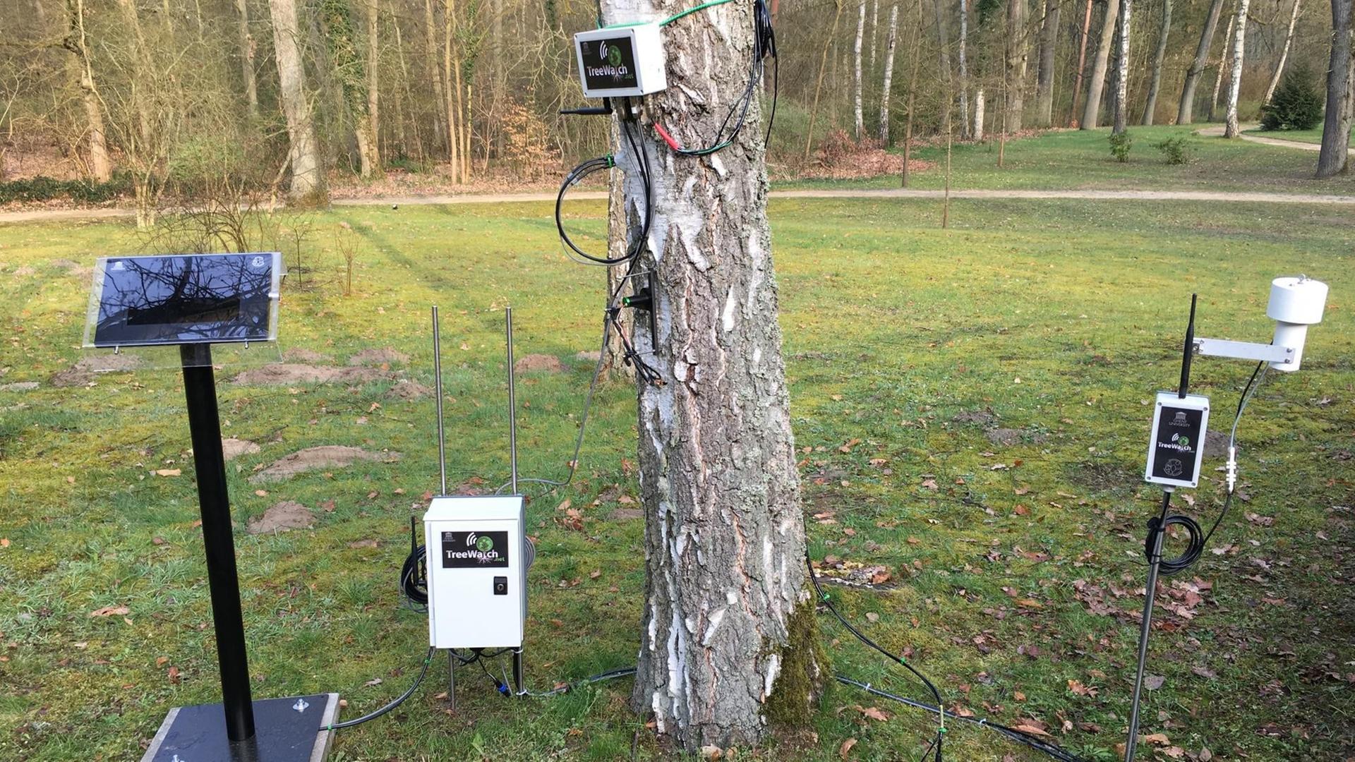 Mehrere Messgeräte stehen oder hängen an einer Kiefer. Der Baum "twittert" seinen Zustand. Mehrere Messgeräte stehen oder hängen an einer Kiefer. Der Baum "twittert" seinen Zustand.