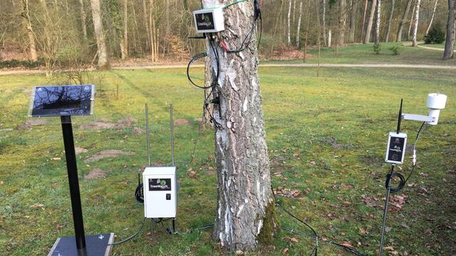 Mehrere Messgeräte stehen oder hängen an einer Kiefer. Der Baum "twittert" seinen Zustand.