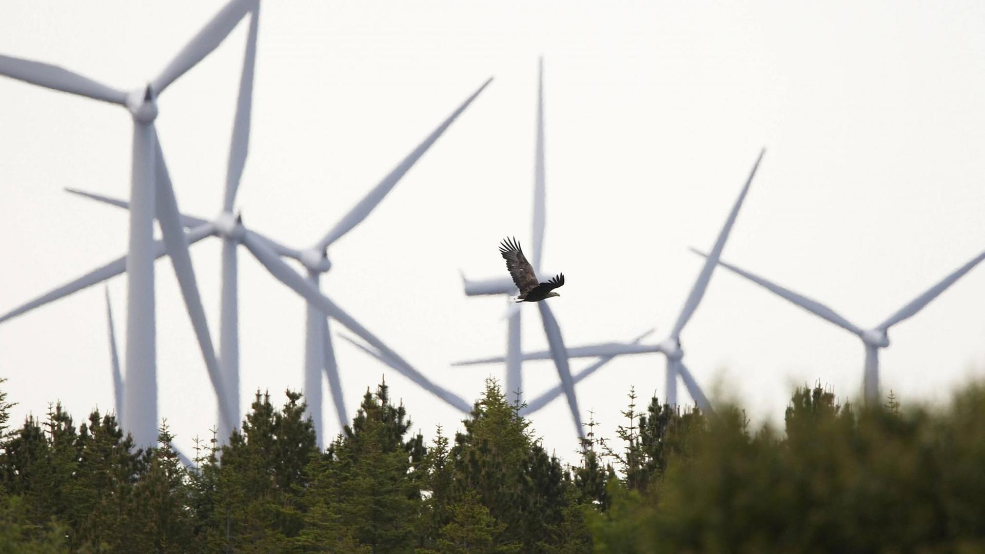 Windräder ragen in Mittelnorwegen bei Trondelag hinter einem Wald auf, über dem ein Seeadler fliegt. Windräder ragen in Mittelnorwegen bei Trondelag hinter einem Wald auf, über dem ein Seeadler fliegt.