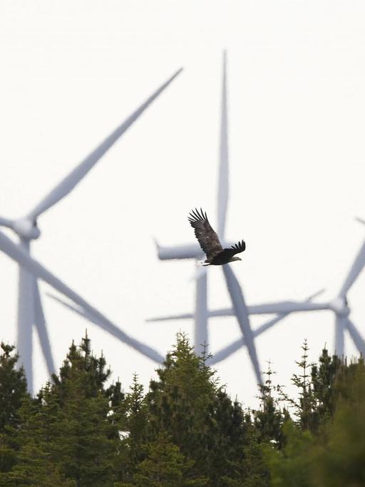 Windräder ragen in Mittelnorwegen bei Trondelag hinter einem Wald auf, über dem ein Seeadler fliegt.