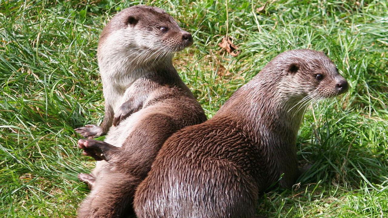 Im ehemaligen Grenzgebiet von Sachsen-Anhalt und Niedersachsen hat der Otter durch die Feuchtgebiete genug Nahrung. Im ehemaligen Grenzgebiet von Sachsen-Anhalt und Niedersachsen hat der Otter durch die Feuchtgebiete genug Nahrung.
