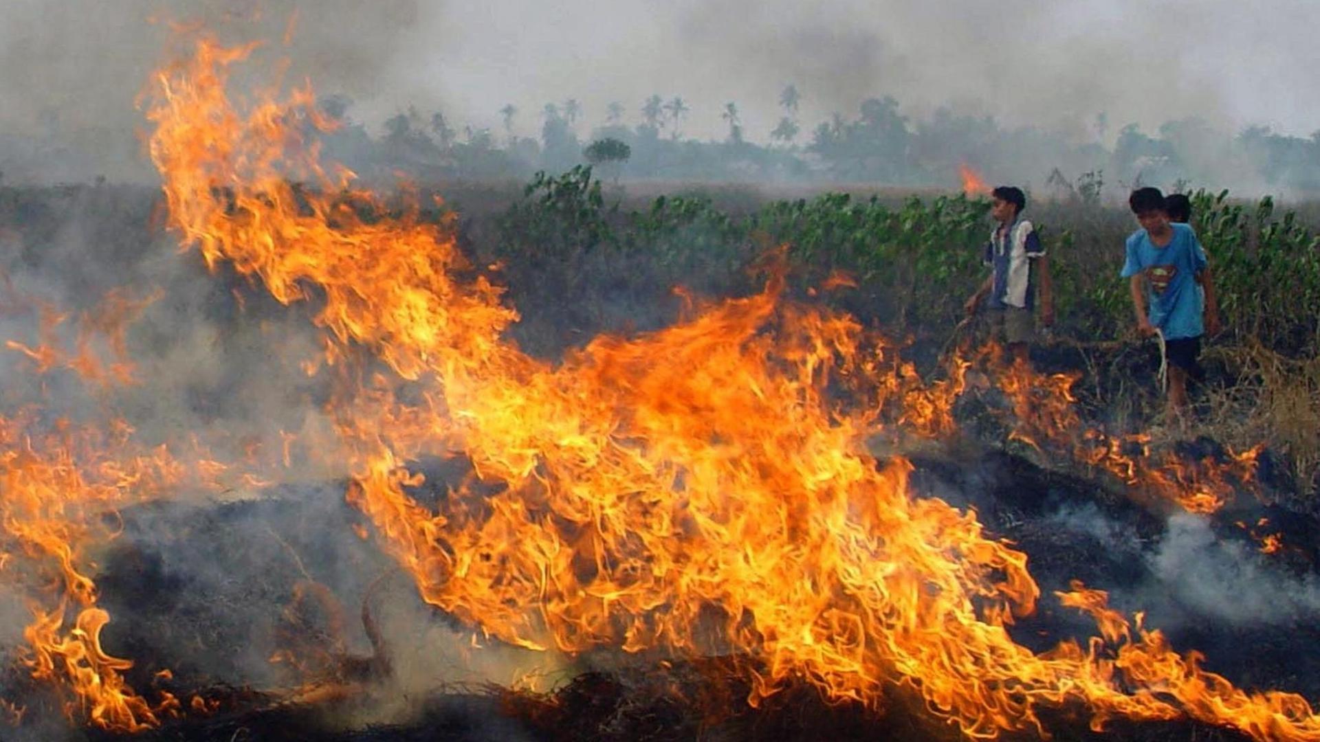 Immer wieder gerate Feuer auf Borneo außer Kontrolle, die Folgen sind verheerend.