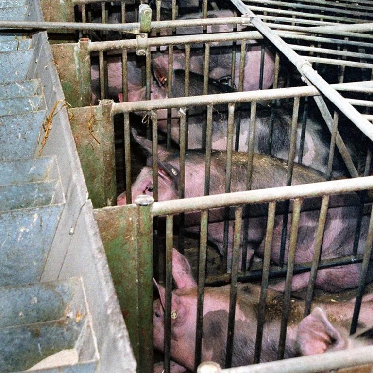 Hausschwein, Haus-Schwein (Sus scrofa f. domestica), mehrere Tiere nebeneinander in ihren engen Mastkaefigen - in den industriellen Mastbetrieben erreichen Schweine nach nur sechs Monaten das Schlachtgewicht , Deutschland | domestic pig (Sus scrofa f. domestica), several animals side by side in their tight fattening cages - with industrial fattening the pigs reach the slaughter weight in only six month, Germany