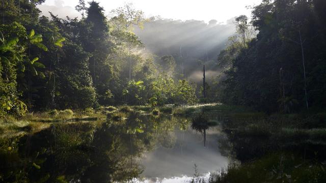 Ein kleiner See im Morgenlicht im Amazonas-Regenwald im brasilianischen Bundesstaat Pará.
