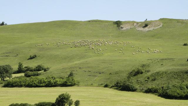 Eine Schafherde im Biosphärenreservat Rhön.