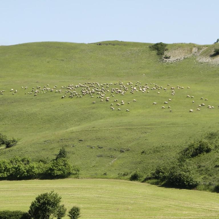 Der Weidebetrieb sorgt für die Landschaftpflege. Eine Schafherde auf einer Weide in Wiesenthal im UNESCO-Biosphärenreservat Rhön
