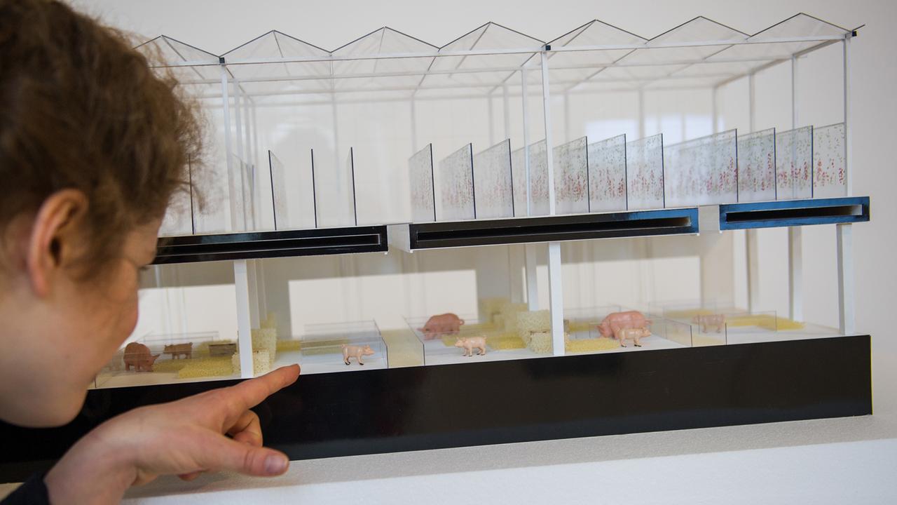 Eine Mitarbeiterin des Museums für Kunst und Gewerbe betrachtet in der Ausstellung "Food Revolution 5.0 - Gestaltung für die Gesellschaft von morgen" ein Modell des Architekturbüros Gottlieb Paludan. Das Modell veranschaulicht eine Alternative zur industriellen Schweinehaltung. Die Ausstellung beschäftigt sich mit der Bedeutung von Essen in unserer Gesellschaft. Eine Mitarbeiterin des Museums für Kunst und Gewerbe betrachtet in der Ausstellung "Food Revolution 5.0 - Gestaltung für die Gesellschaft von morgen" ein Modell des Architekturbüros Gottlieb Paludan. Das Modell veranschaulicht eine Alternative zur industriellen Schweinehaltung. Die Ausstellung beschäftigt sich mit der Bedeutung von Essen in unserer Gesellschaft.