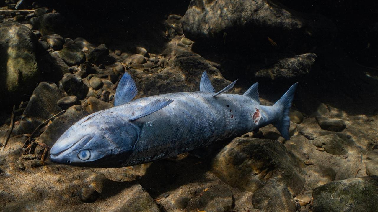 Ein toter Fisch mit verletzter Haut treibt auf dem Rücken durch das Wasser.