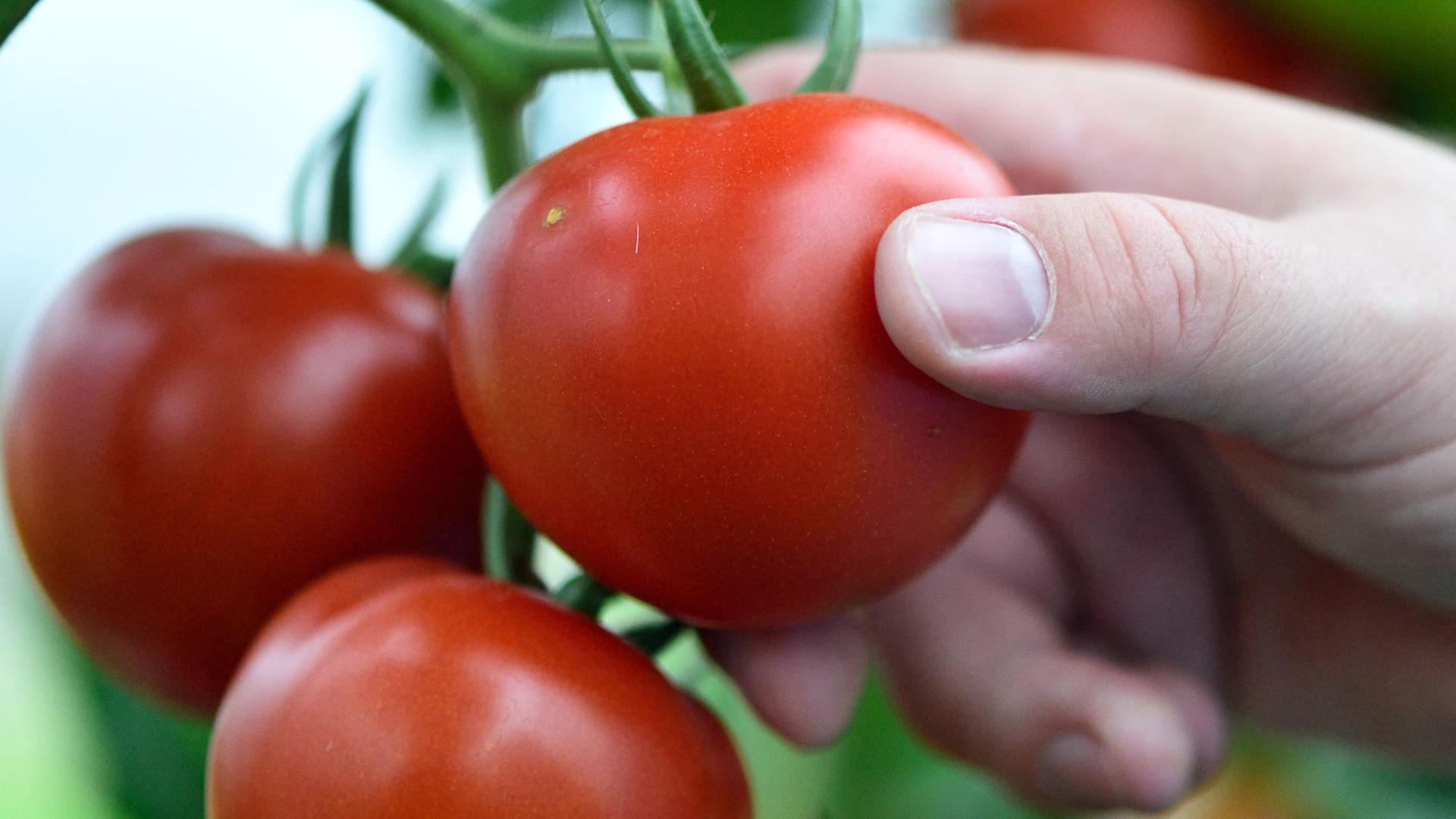 Hand pflückt eine Tomate