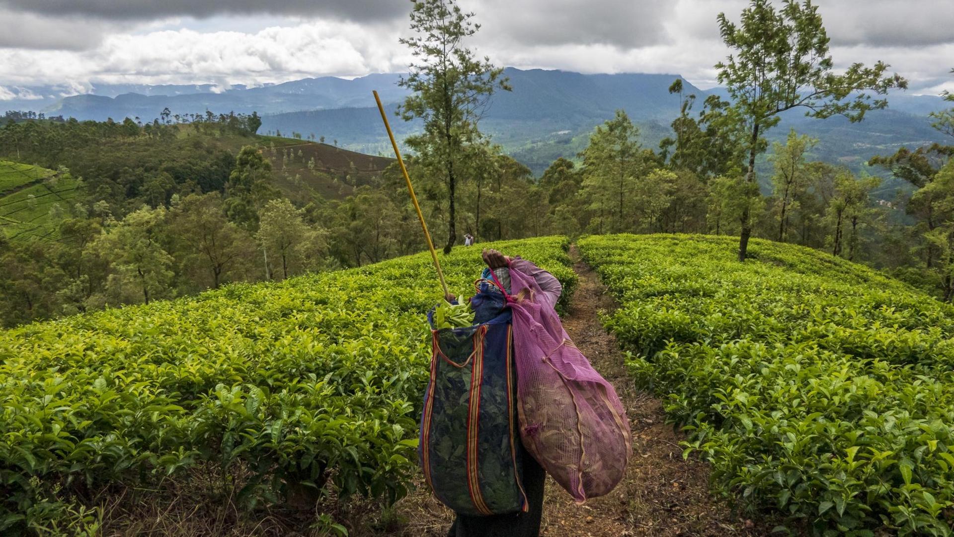 Ein Arbeiter zwischen Teepflanzen auf der Plantage von Queensberry Tea Estate. Ein Arbeiter zwischen Teepflanzen auf der Plantage von Queensberry Tea Estate.