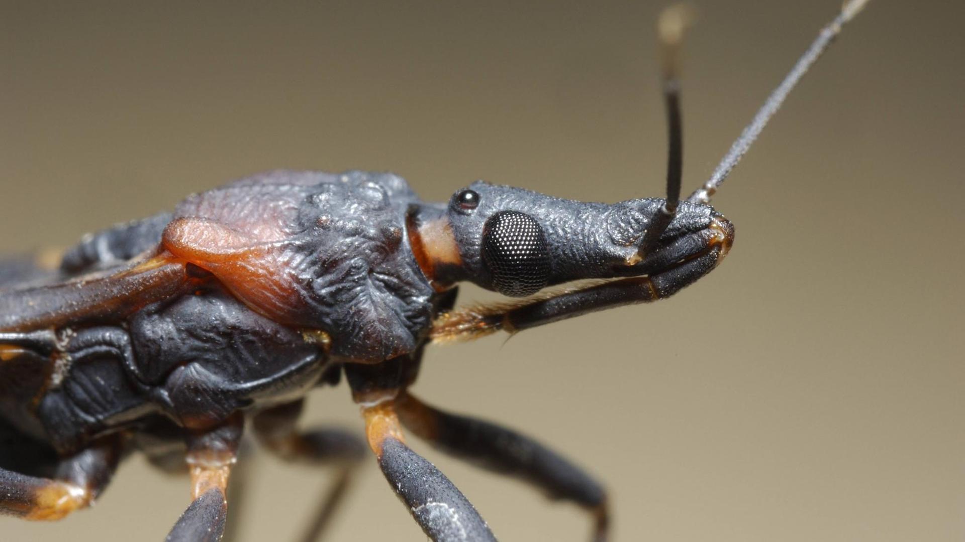 Nahaufnahme einer Raubwanze - sie gilt als Überträger der Parasitenkrankheit Chagas.