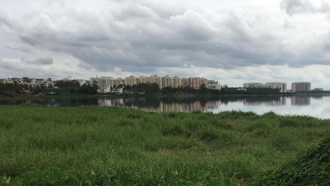 Blick über den zugewucherten Bellandursee auf die Orchid-Lakeview-Wohnanlage im indischen Bangalore 2017
