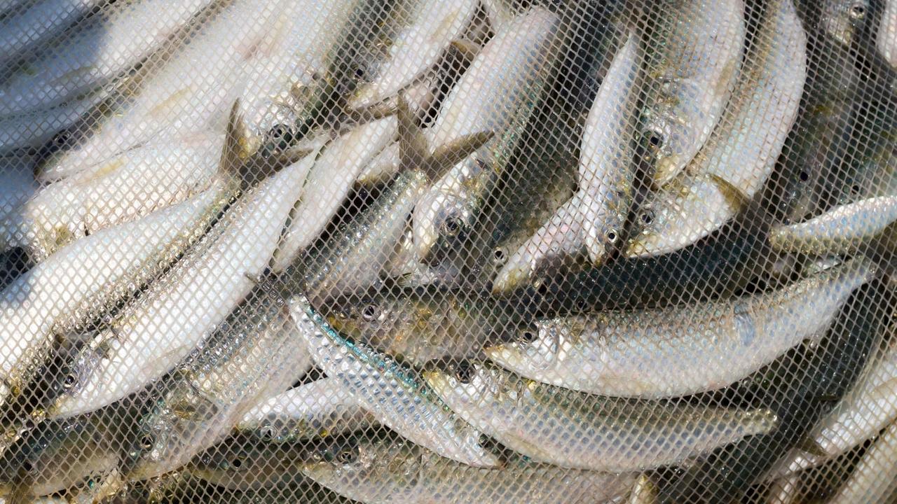 Sardinen in einem Fischernetz