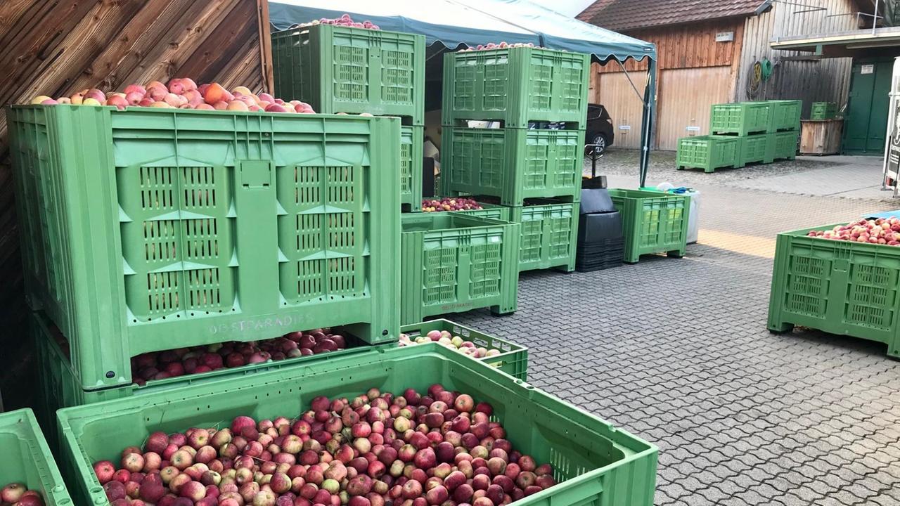 Äpfel für den Hofladen in großen grünen Plastikkörben Äpfel für den Hofladen in großen grünen Plastikkörben