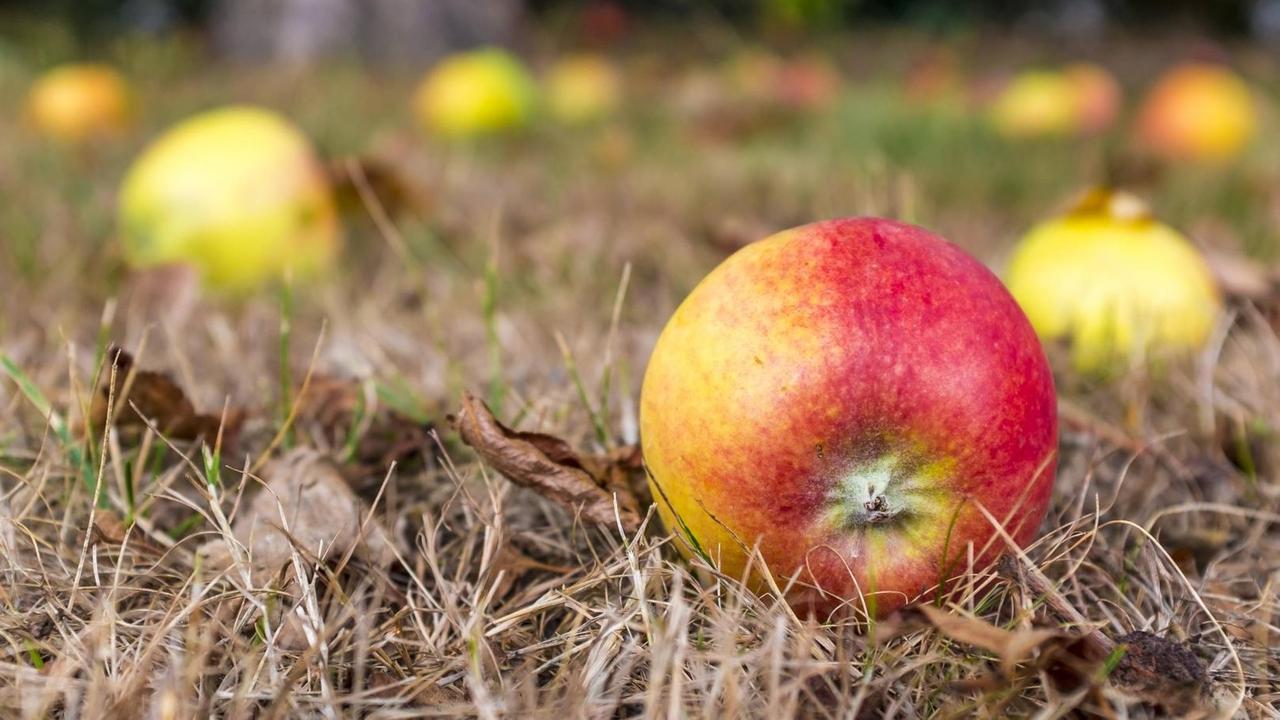 Ein roter Apfel liegt auf dem Boden, im Unschärfebereich dahinter sieht man, dass dort weitere Äpfel liegen. (Symbolbild) Ein roter Apfel liegt auf dem Boden, im Unschärfebereich dahinter sieht man, dass dort weitere Äpfel liegen. (Symbolbild)