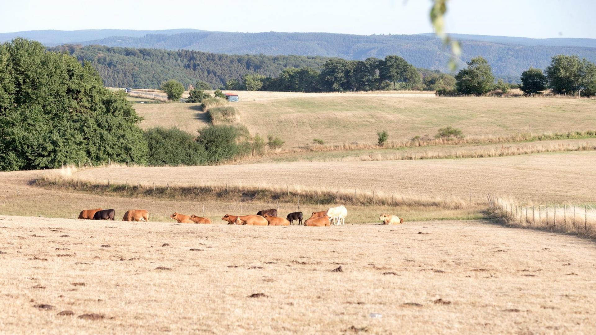 Kühe leiden am 06.08.2018 in der Eifel unter der Hitze und Trockenheit.