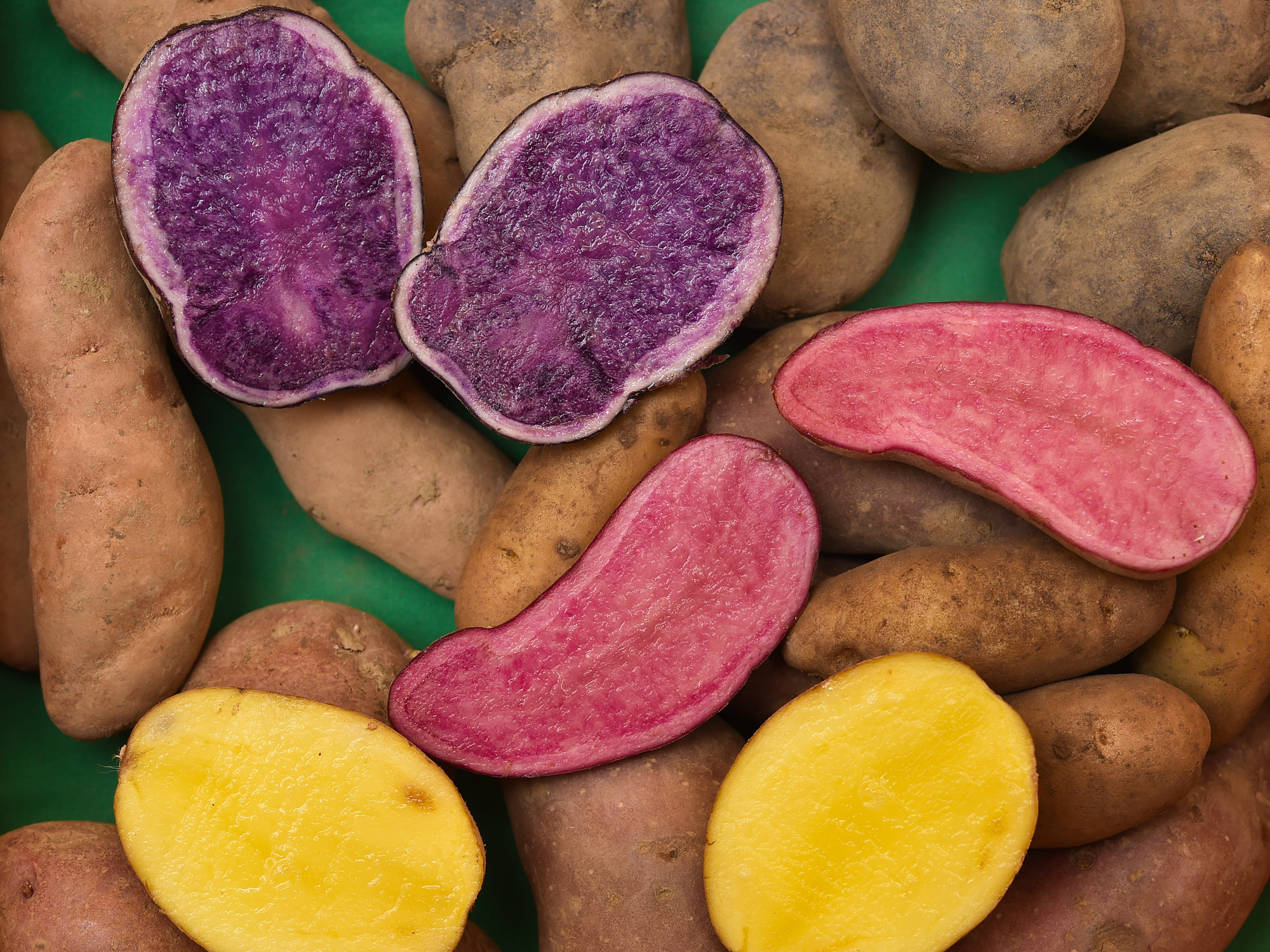 Kartoffel-Sorten - Blaue finden keine Käufer
