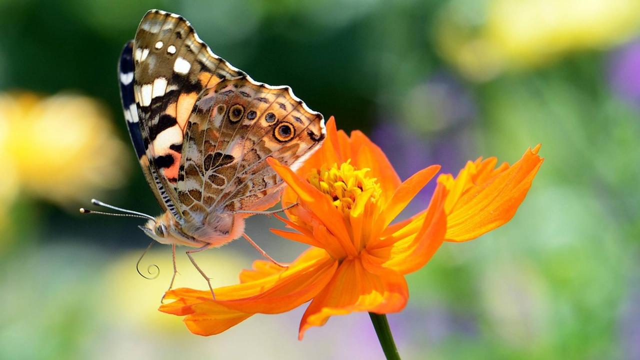 Ein Schmetterling auf einer Blüte Ein Schmetterling auf einer Blüte