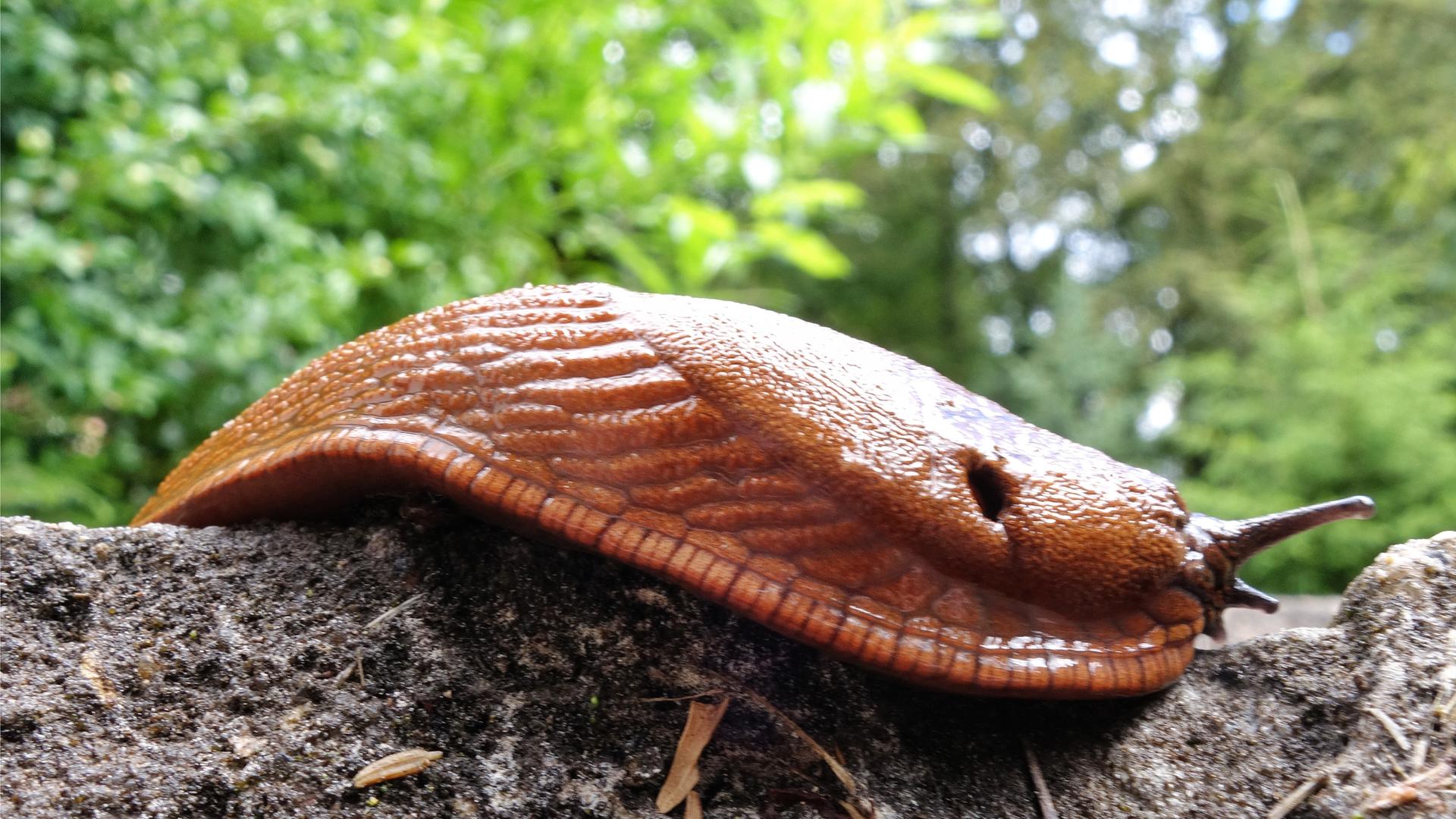 Eine Nacktschnecke kriecht über einen Weg. Eine Nacktschnecke kriecht über einen Weg.