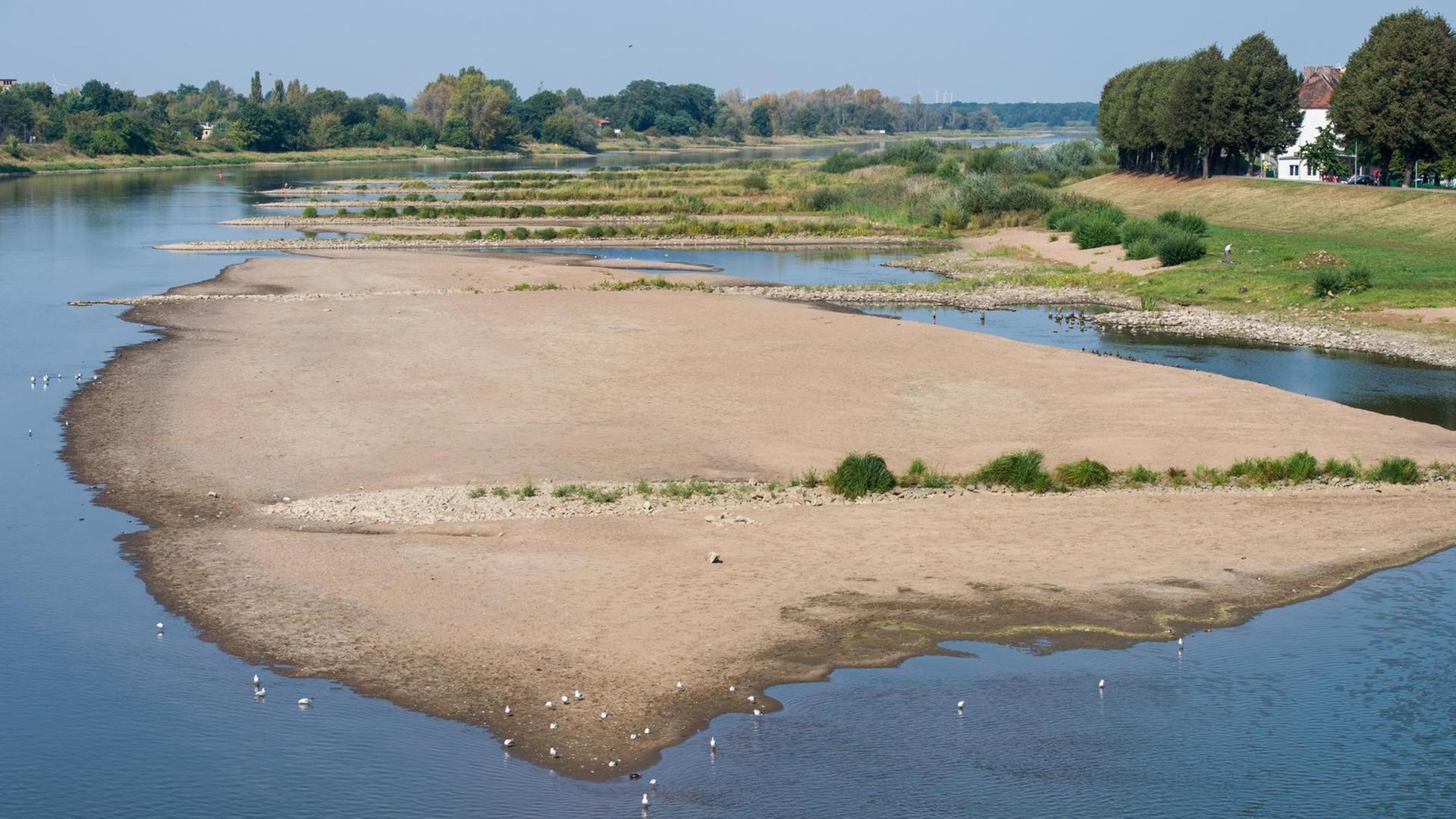 Blick vom Grenzübergang Stadtbrücke in Frankfurt (Oder) (Brandenburg) am 12.09.2016 auf eine große Sandbank die im Niedrigwasser der Oder zu sehen ist. Blick vom Grenzübergang Stadtbrücke in Frankfurt (Oder) (Brandenburg) am 12.09.2016 auf eine große Sandbank die im Niedrigwasser der Oder zu sehen ist.