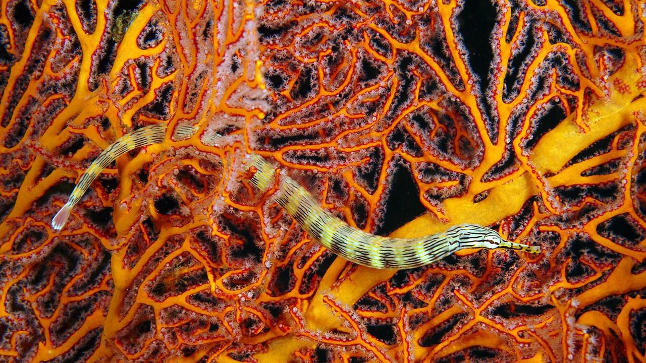 Netz-Seenadel auf einer Fächerkoralle, Great Barrier Reef, Queensland, Australien Netz-Seenadel auf einer Fächerkoralle, Great Barrier Reef, Queensland, Australien