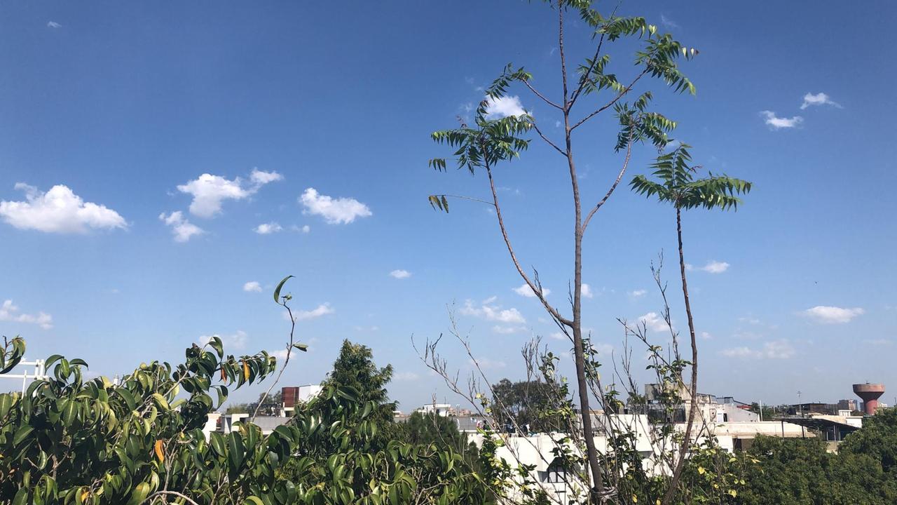 Blick ins Grüne in einen blauen Himmel mit wenigen Wolken. Blick ins Grüne in einen blauen Himmel mit wenigen Wolken.
