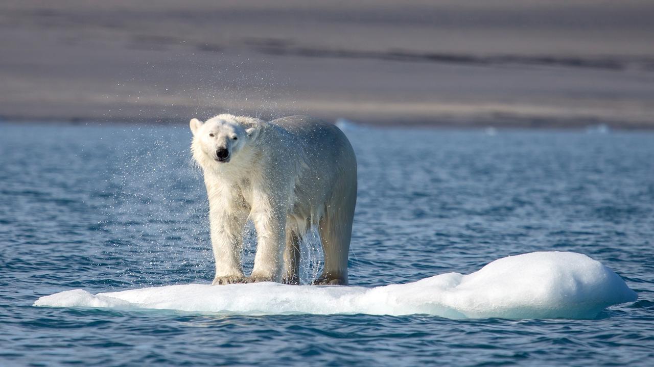 Ein Eisbär treibt auf seiner Scholle vor Spitzbergen. Ein Eisbär treibt auf seiner Scholle vor Spitzbergen.