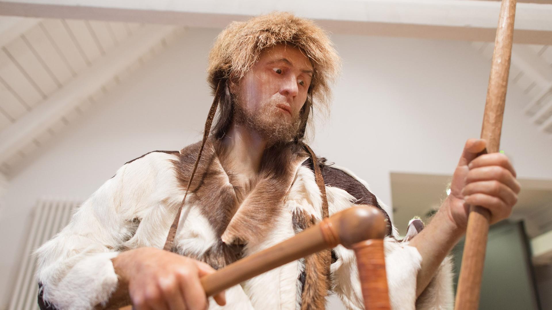 Eine Nachbildung der Ötzi-Mumie steht am 08.11.2013 in Herxheim (Rheinland-Pfalz) im Museum. Vor 5300 Jahren wurde Gletschermann "Ötzi" ermordet. Eine Nachbildung der Ötzi-Mumie steht am 08.11.2013 in Herxheim (Rheinland-Pfalz) im Museum. Vor 5300 Jahren wurde Gletschermann "Ötzi" ermordet.