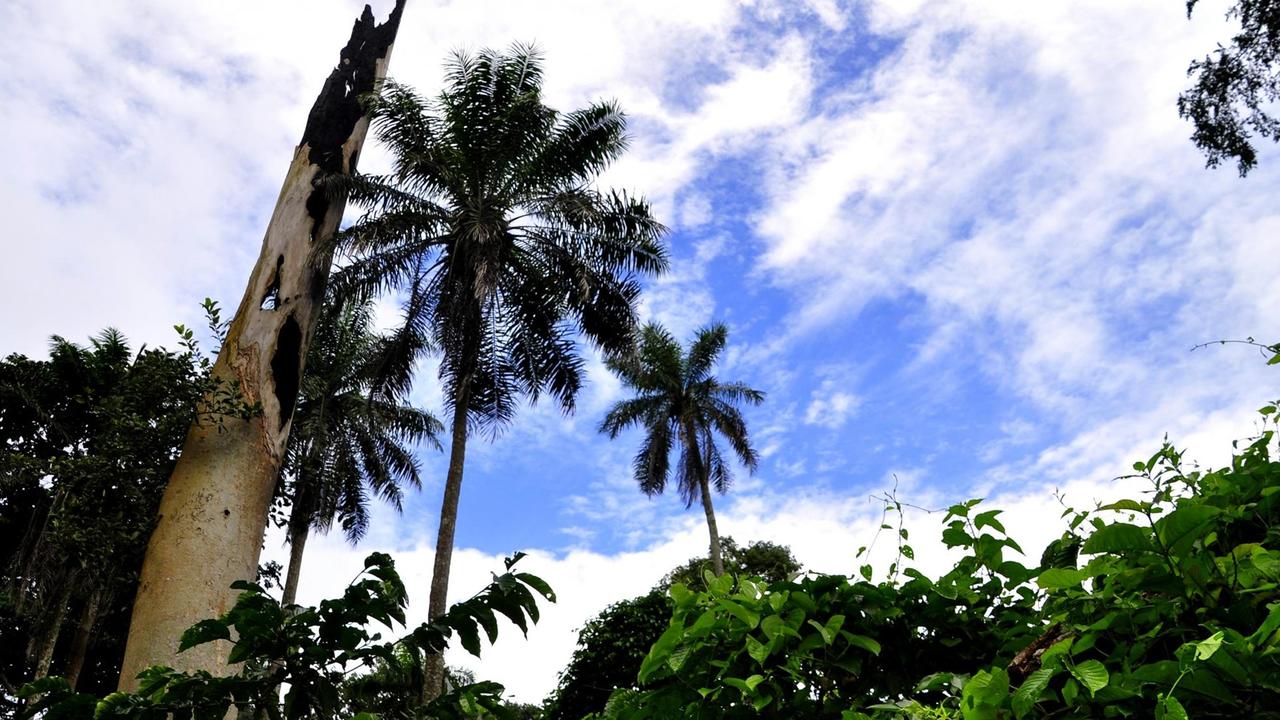 Ebola-Baum im Dorf Méliandou