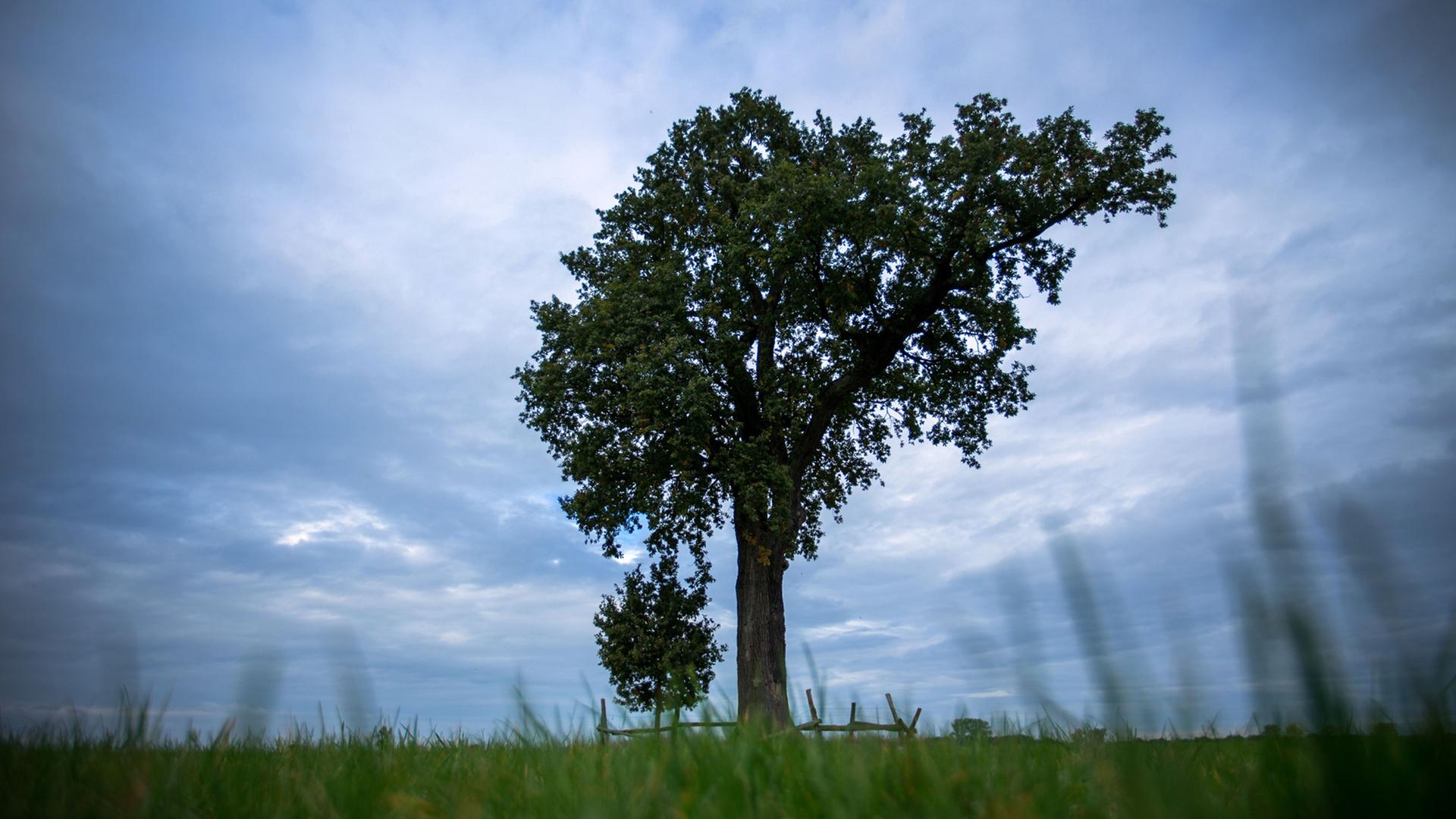 Ein einzeln stehende Eiche im Naturschutzgebiet Lewitz in der Nähe von Spornitz in Mecklenburg-Vorpommern; Aufnahme vom Oktober 2015