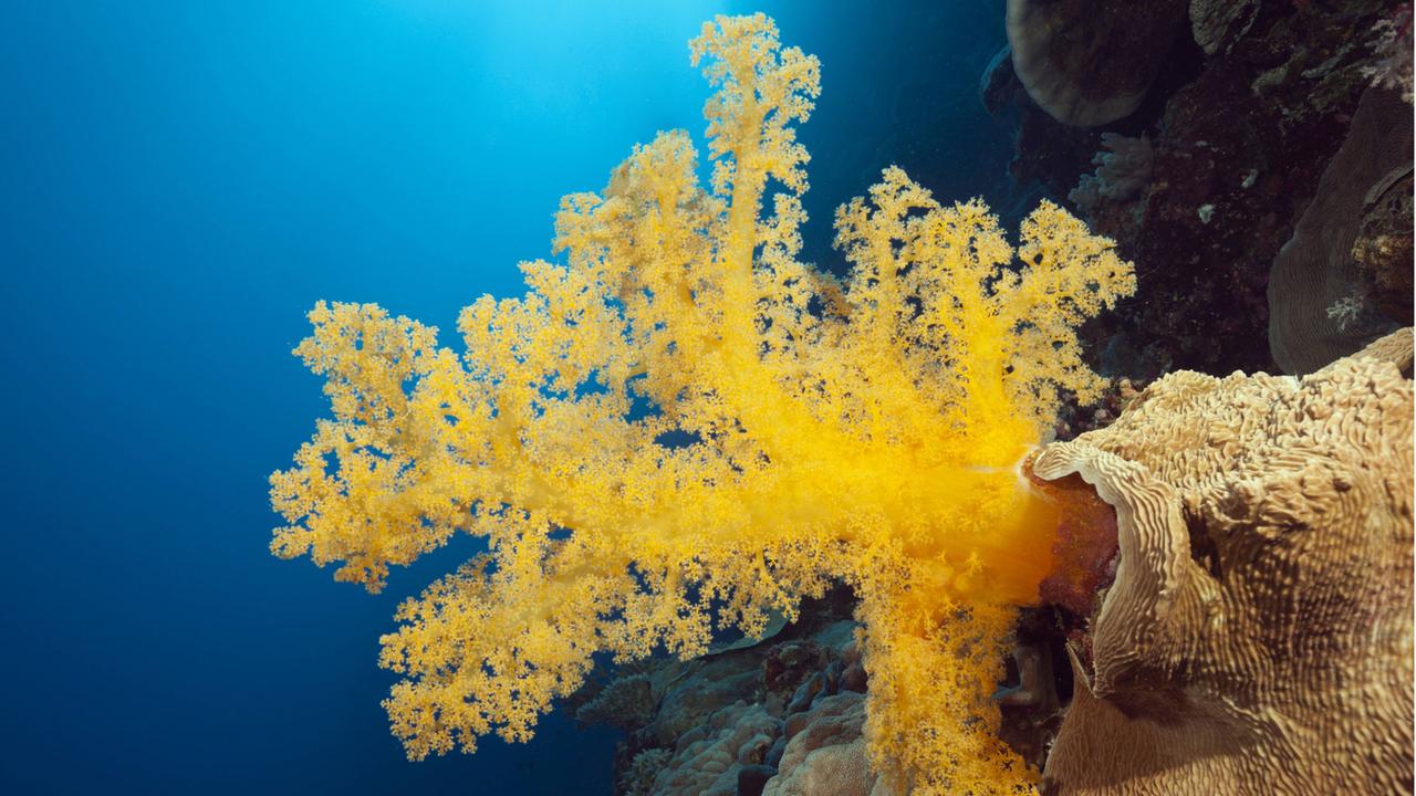 Gelbe Weichkoralle, Great Barrier Reef