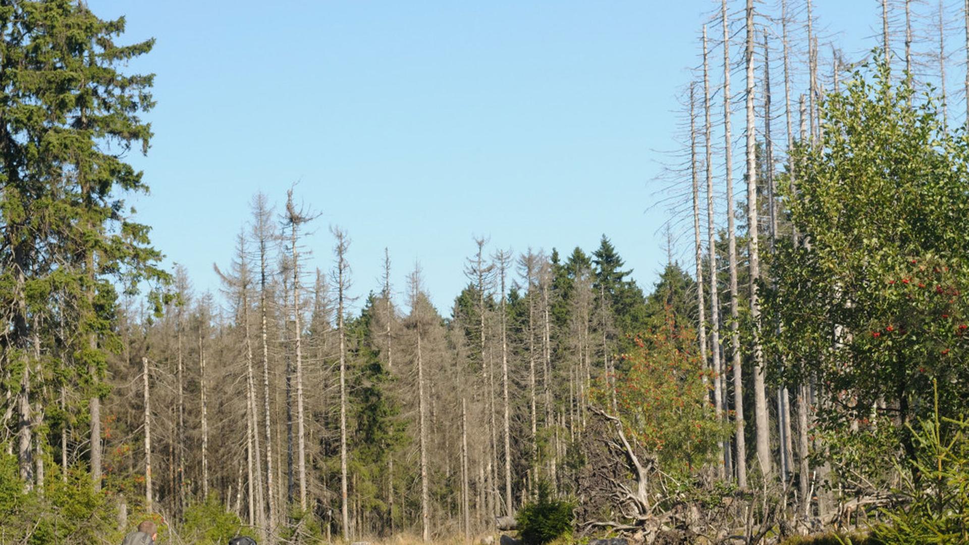 Wandern auf dem Harzer Hexensteig. Wandern auf dem Harzer Hexensteig.