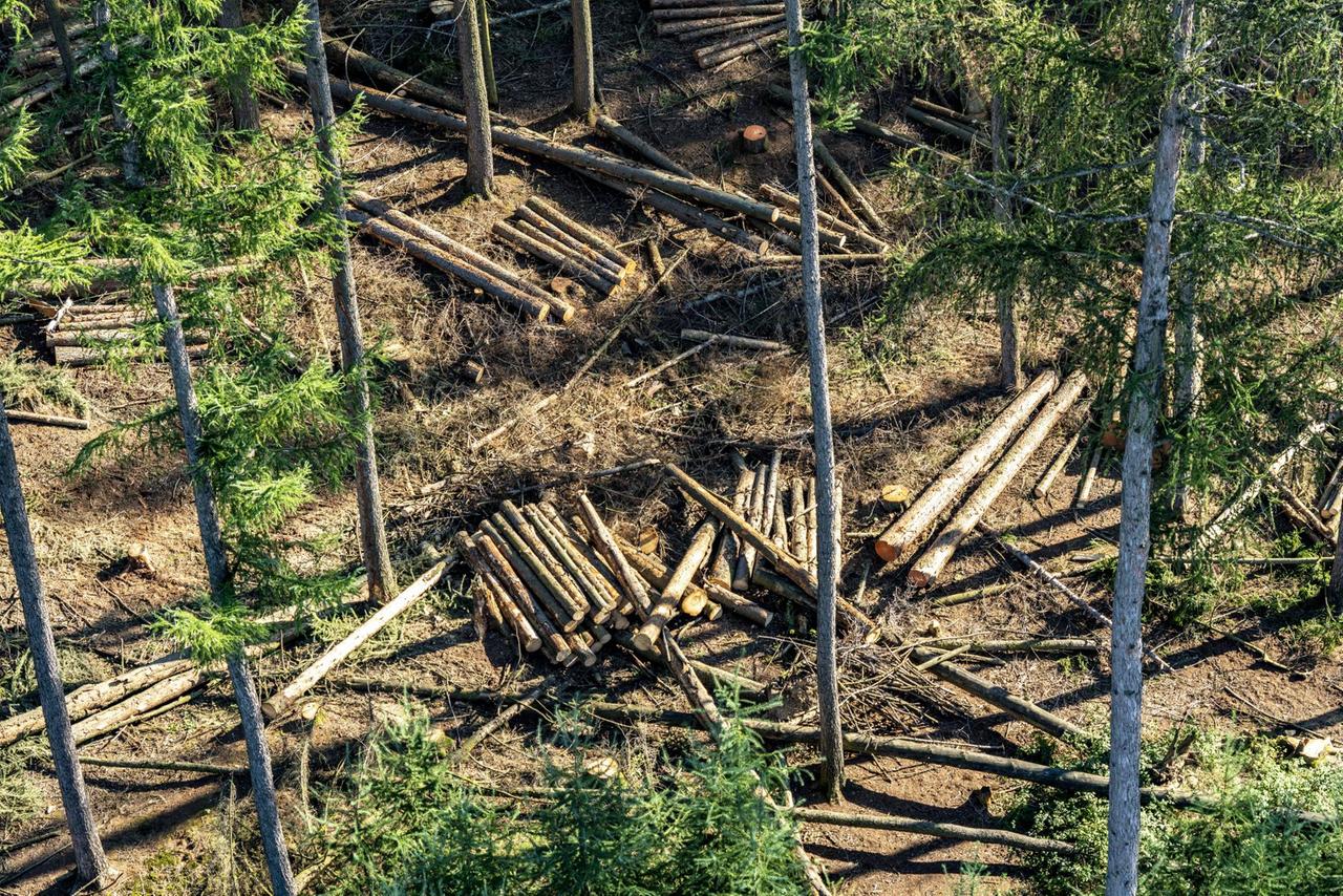 Etliche Baumstämme liegen in einem sehr kahlen Wald. Etliche Baumstämme liegen in einem sehr kahlen Wald.