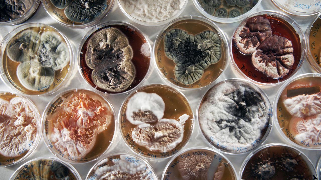 Verschiedene Pilze im Jugendstadium, die in einem Labor der Jena Microbial Resource Collection in Petrischalen auf speziellem Nährboden wachsen.