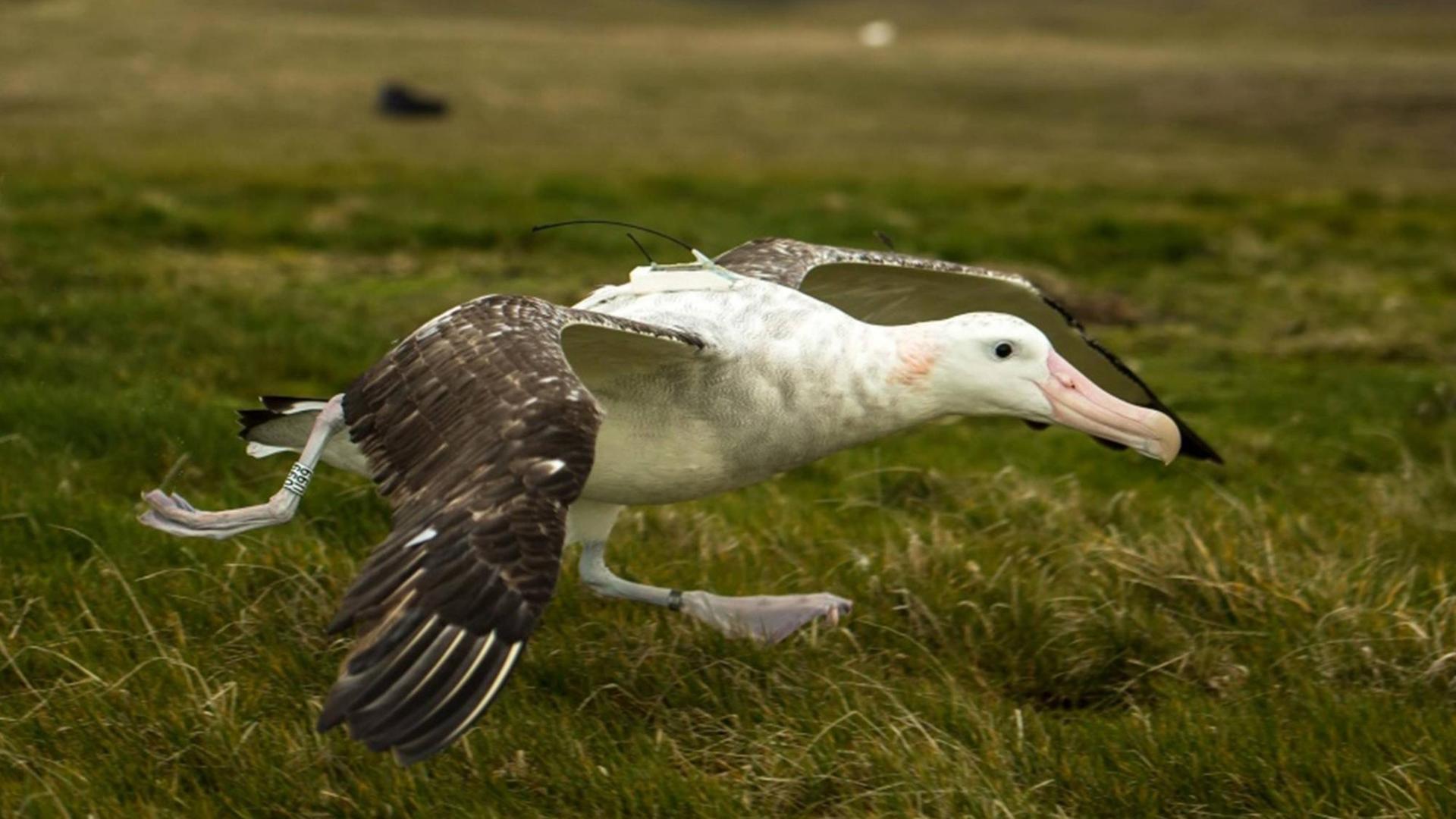 Wandering albatross taking off for the sea with a Centurion tag. Wandering albatross taking off for the sea with a Centurion tag.