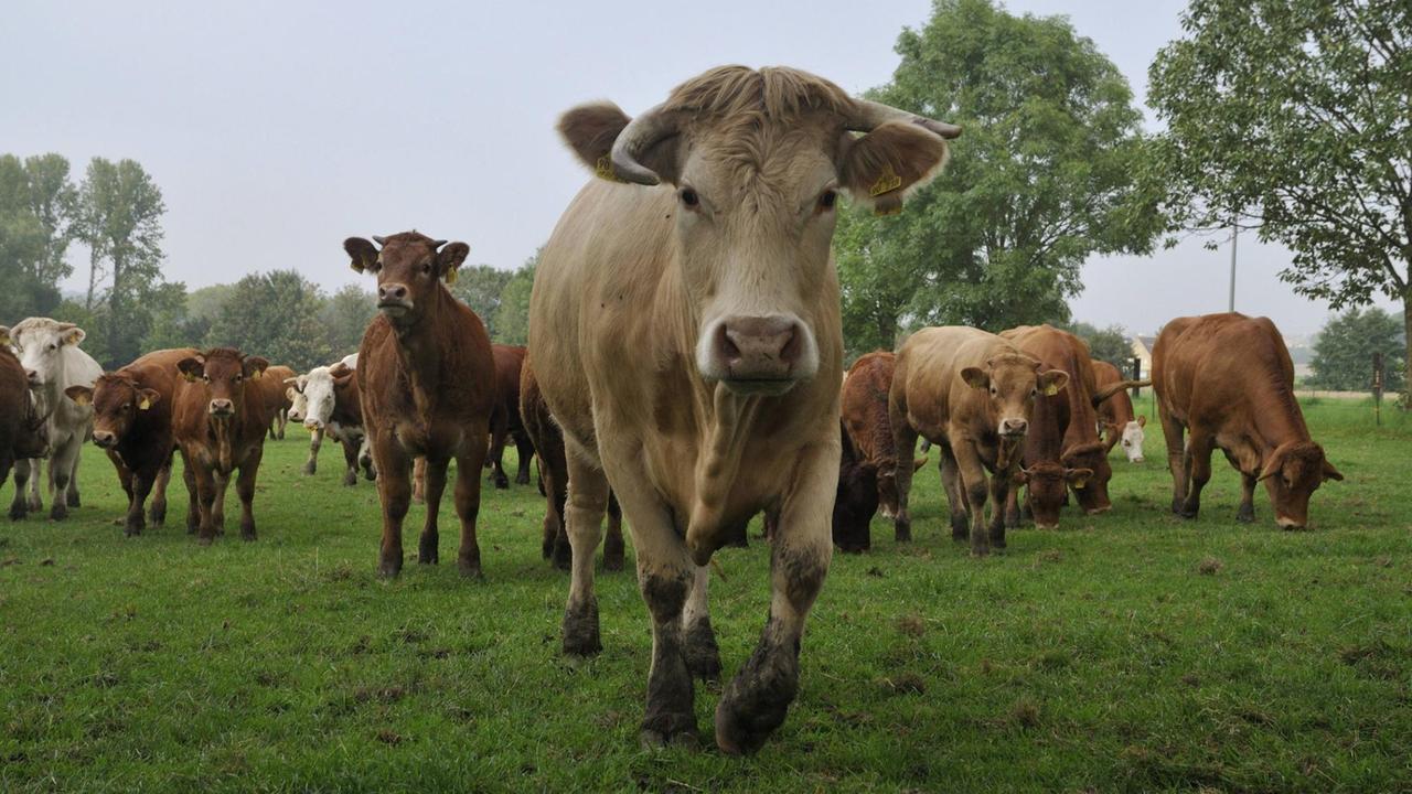 Hausrind (Bos primigenius f. taurus), Charolaises und Limousin-Rinder zusammen auf einer Weide Hausrind (Bos primigenius f. taurus), Charolaises und Limousin-Rinder zusammen auf einer Weide