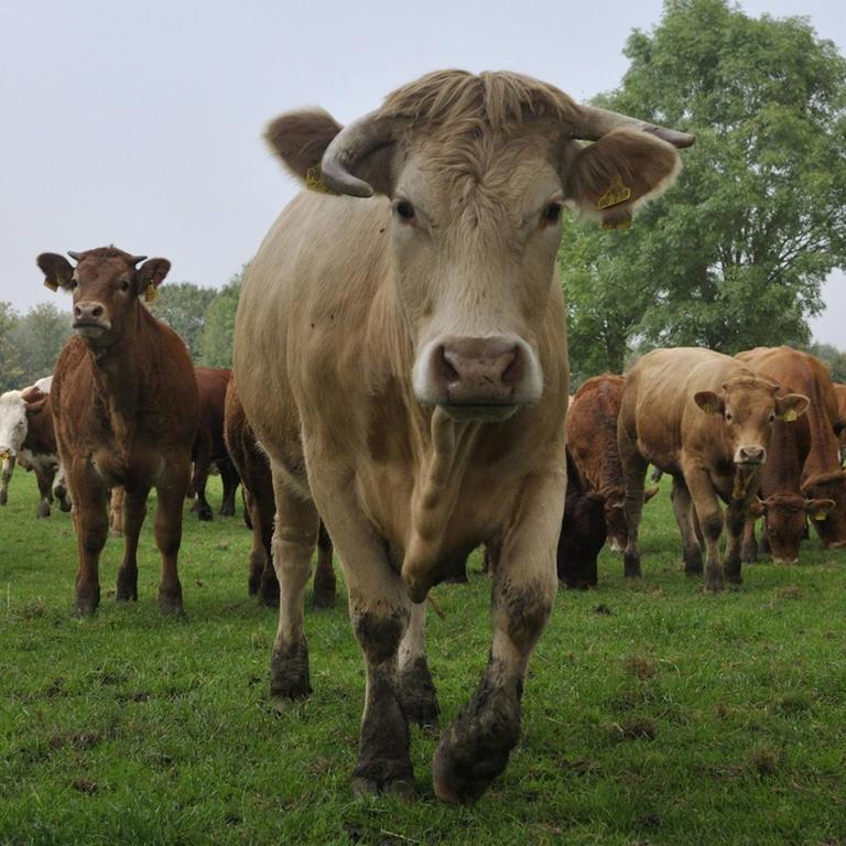 Hausrind (Bos primigenius f. taurus), Charolaises und Limousin-Rinder zusammen auf einer Weide