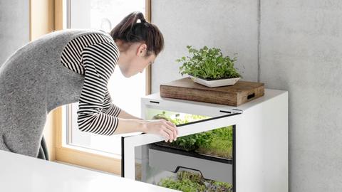 Eine Frau beugt sich über einen Küchenschrank, in dem Gemüse wächst.